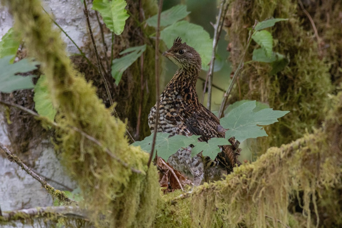 Ruffed Grouse - ML639463301