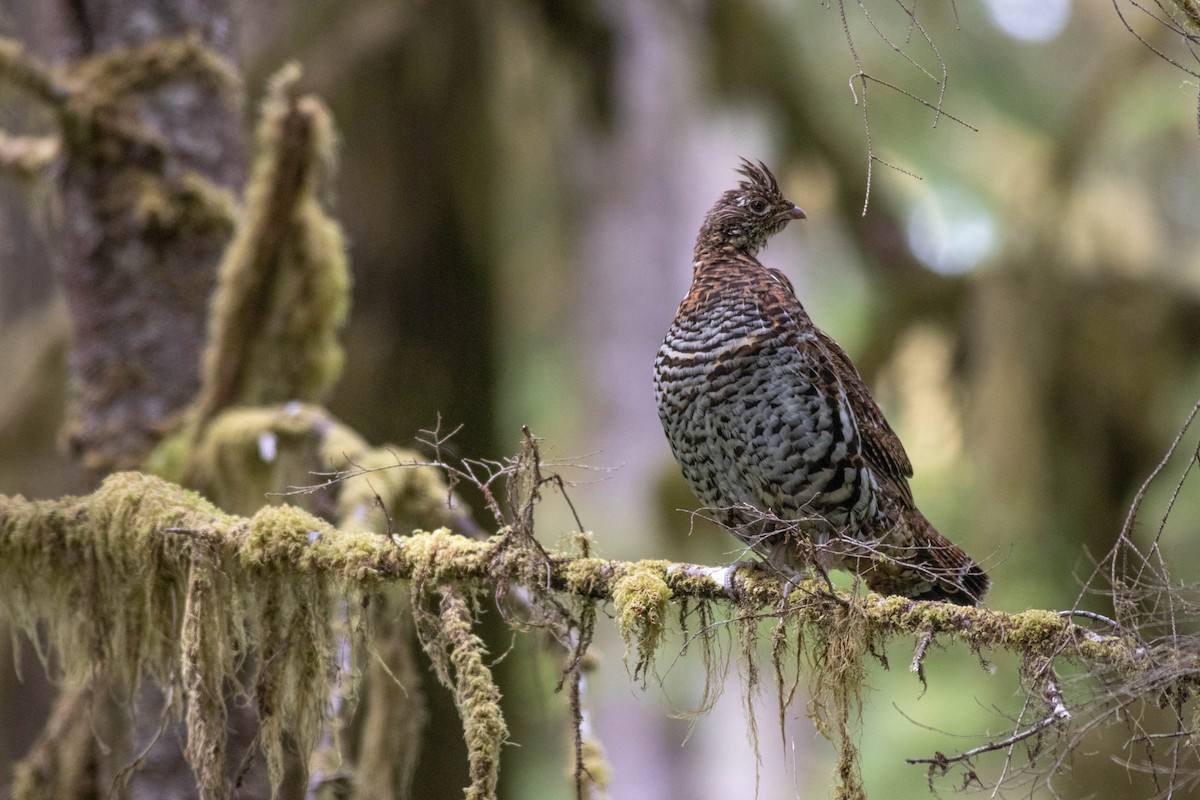 Ruffed Grouse - ML639463302