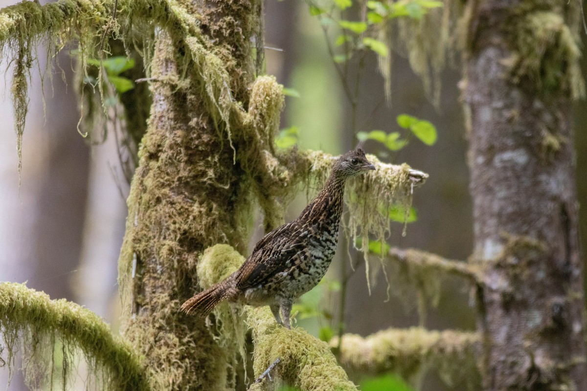 Ruffed Grouse - ML639463304