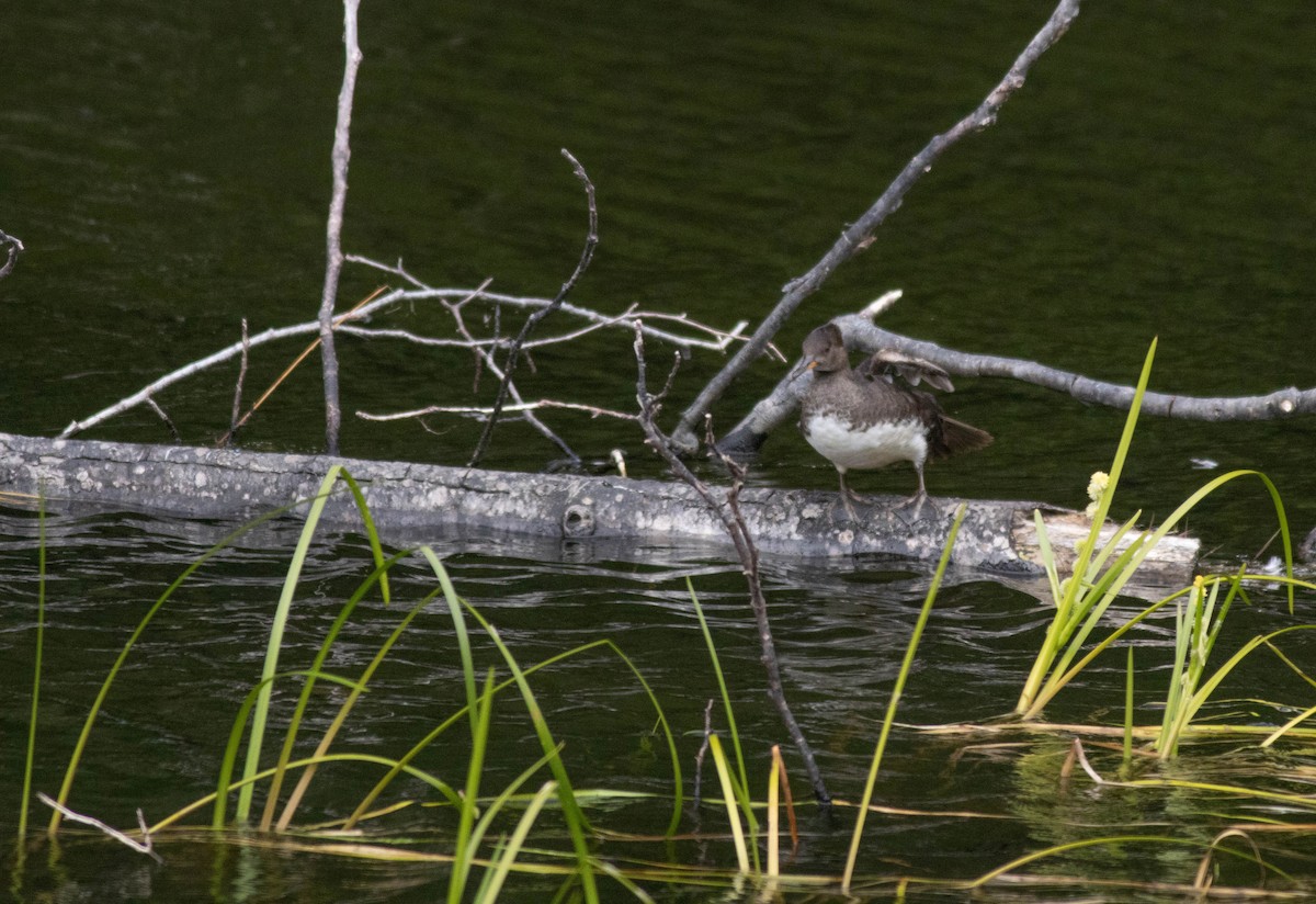 Hooded Merganser - ML639463346