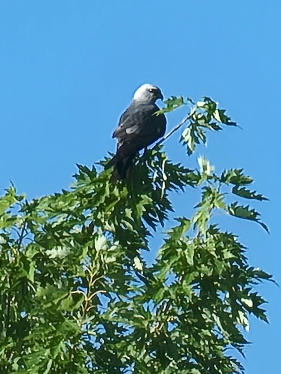 Milan du Mississippi - ML639463363