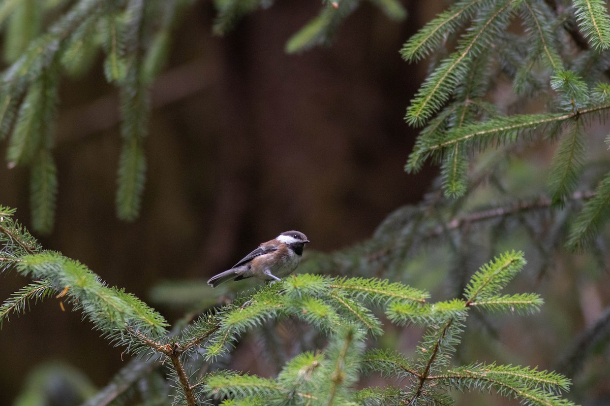 Chestnut-backed Chickadee - ML639463370