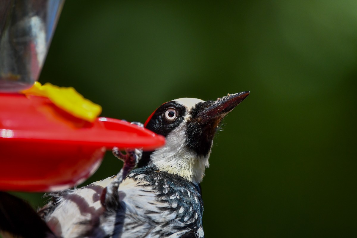 Acorn Woodpecker - ML639463371