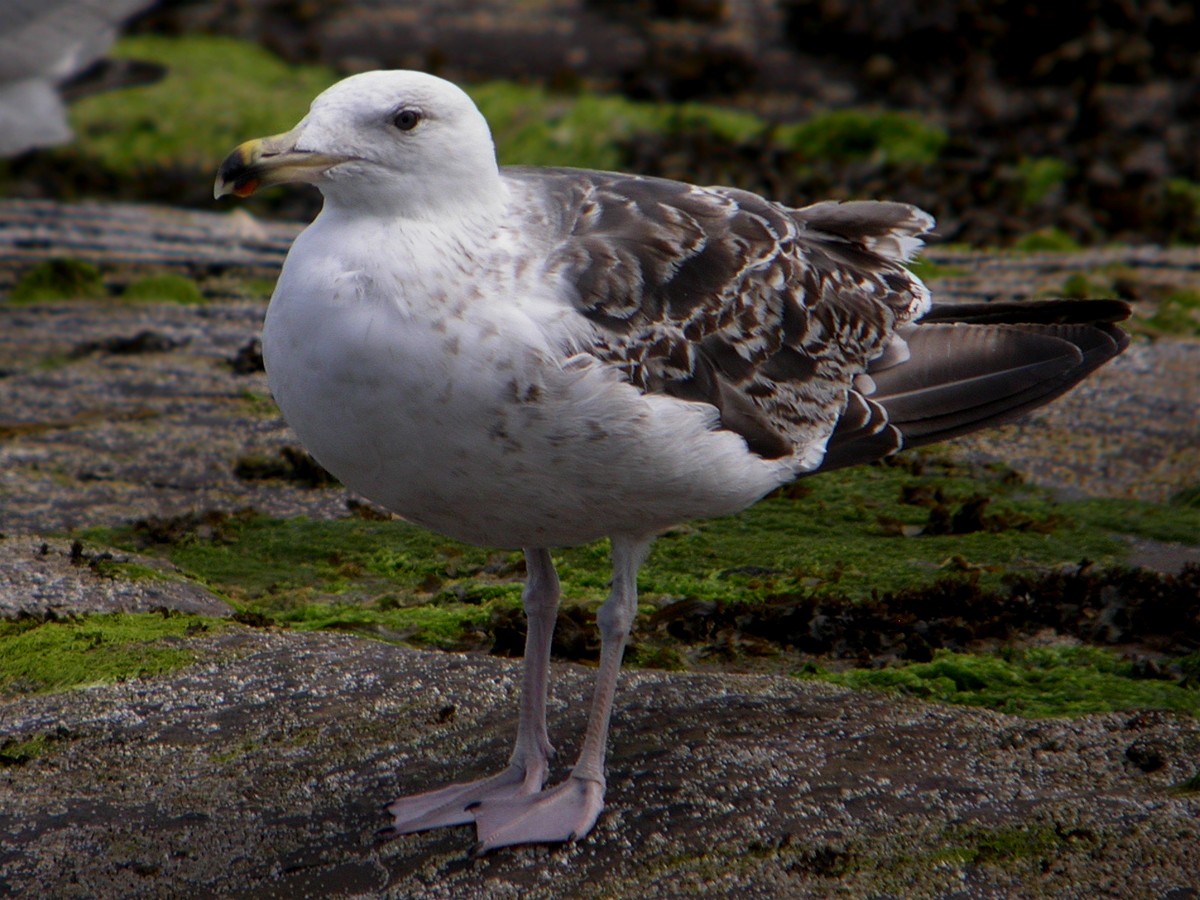 Goéland marin - ML639463614