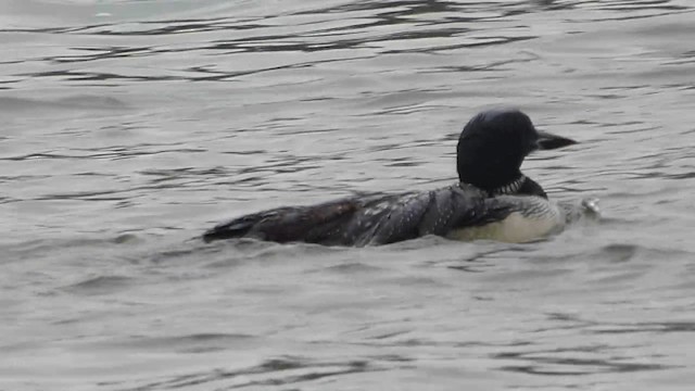 Common Loon - ML639463630
