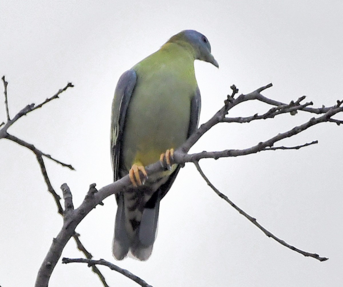 Yellow-footed Green-Pigeon - ML639463659