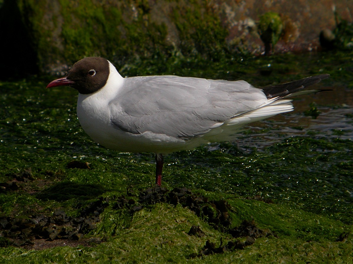 Mouette rieuse - ML639463816