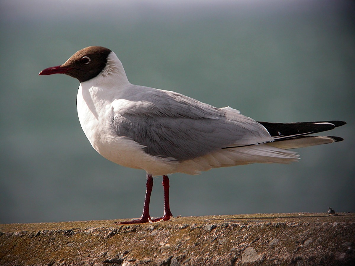 Mouette rieuse - ML639463818