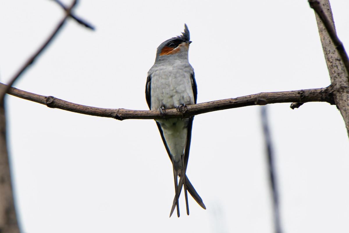 Crested Treeswift - ML639463845