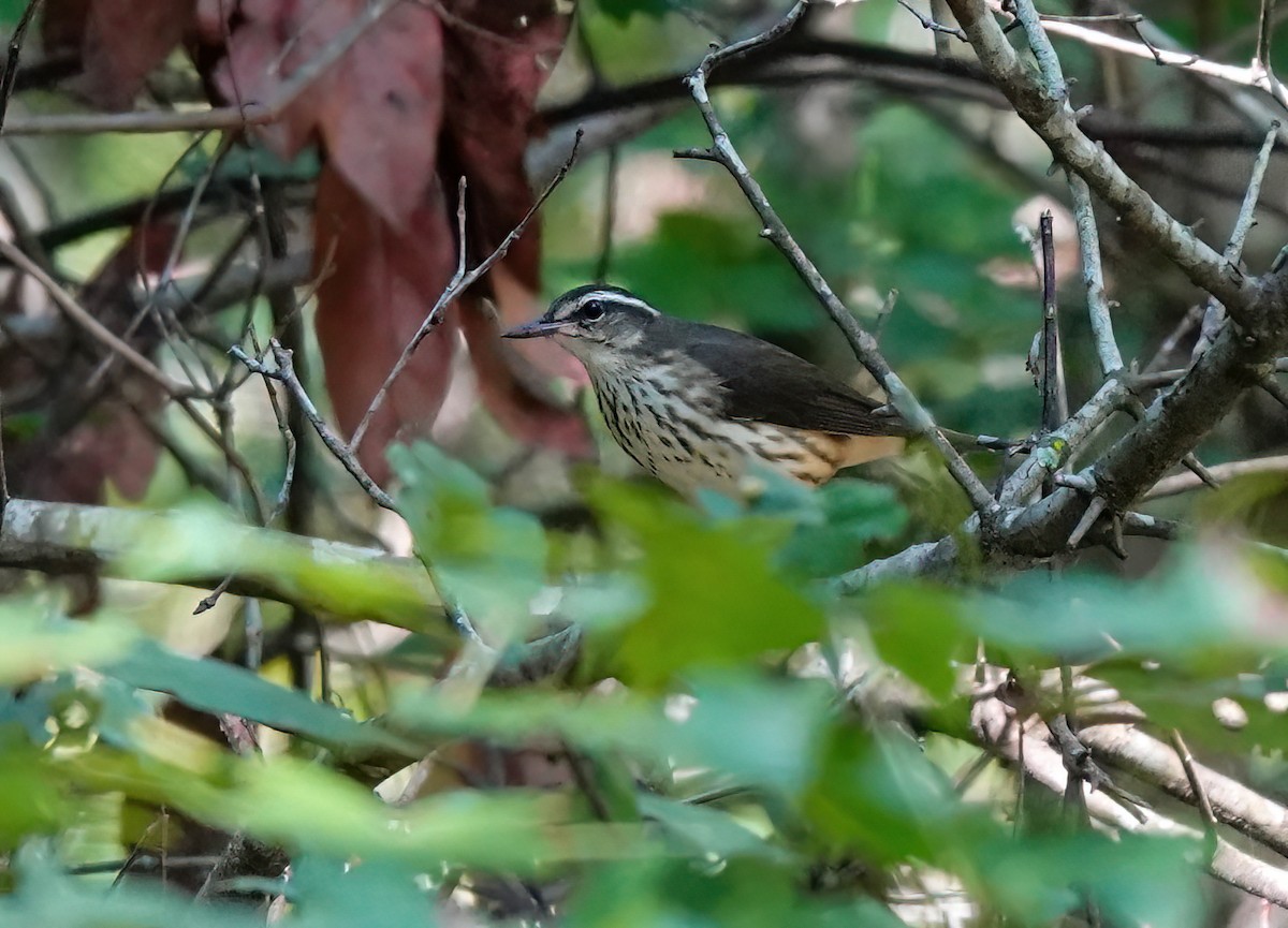 ミナミミズツグミ - ML639463956