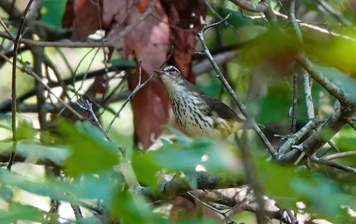 ミナミミズツグミ - ML639463970