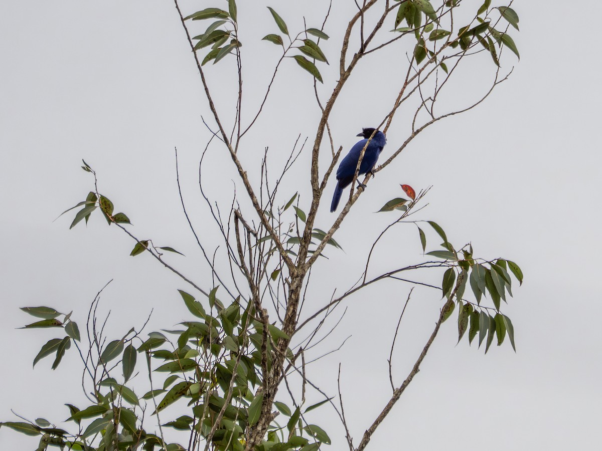 Azure Jay - ML639463974