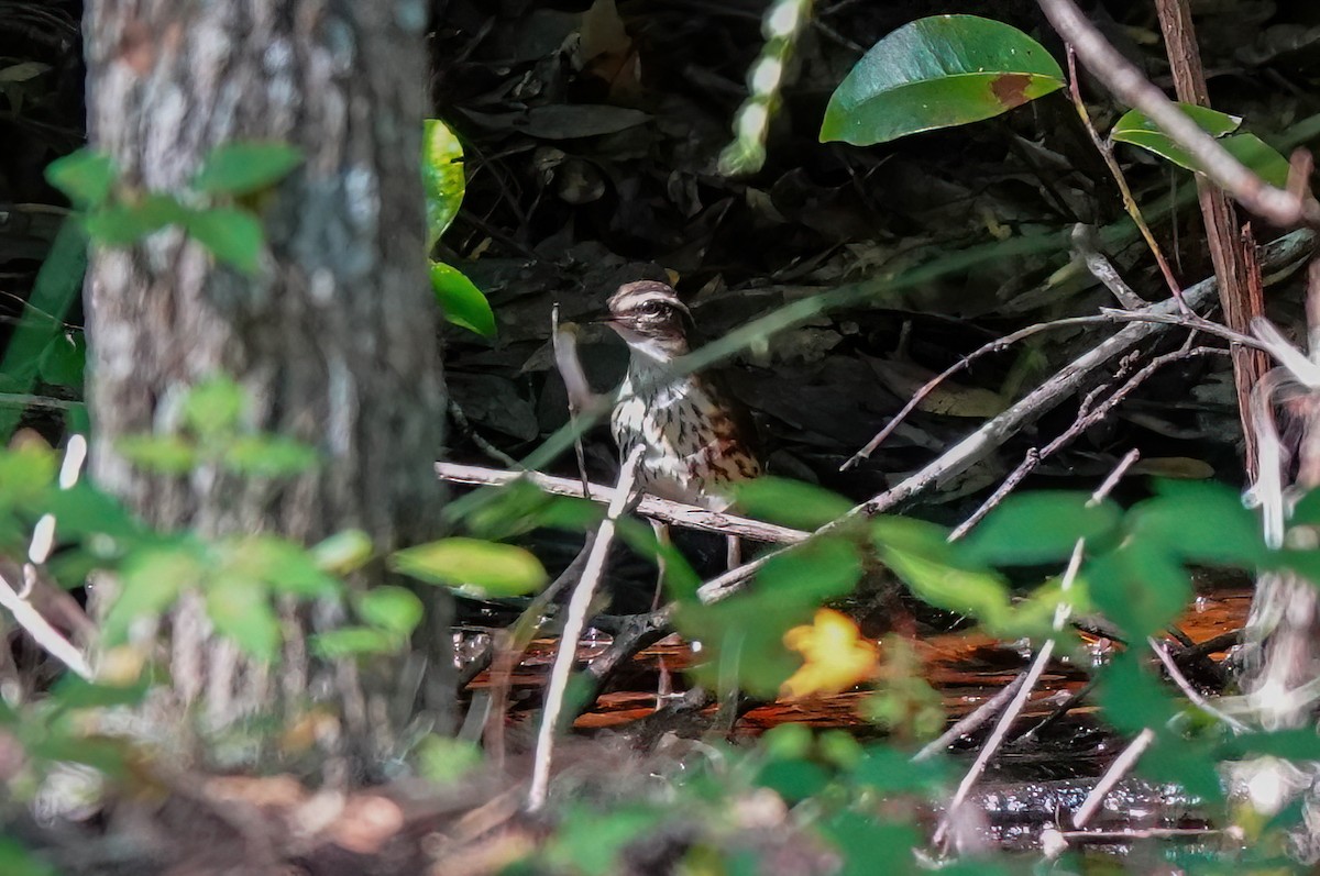 ミナミミズツグミ - ML639463989