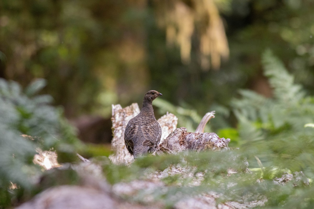Sooty Grouse - ML639464010