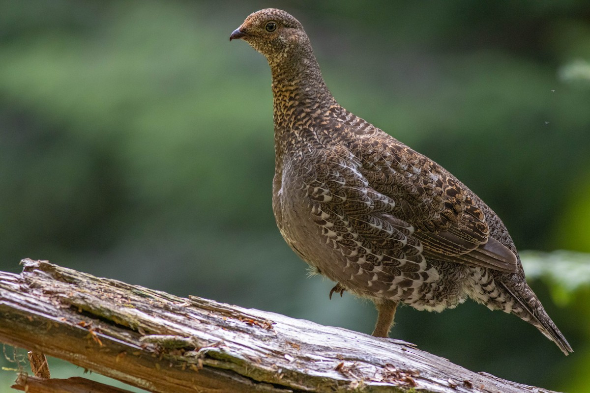 Sooty Grouse - ML639464011