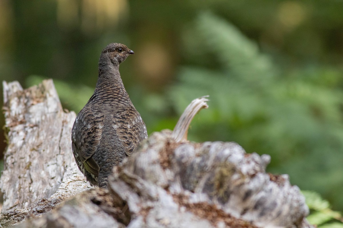 Sooty Grouse - ML639464012