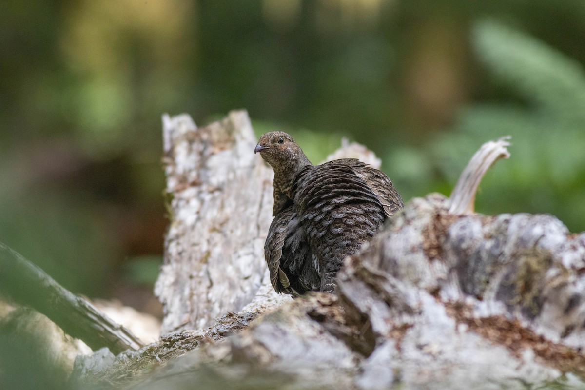 Sooty Grouse - ML639464013
