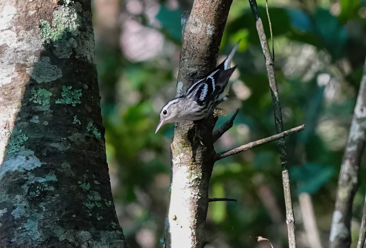 シロクロアメリカムシクイ - ML639464029