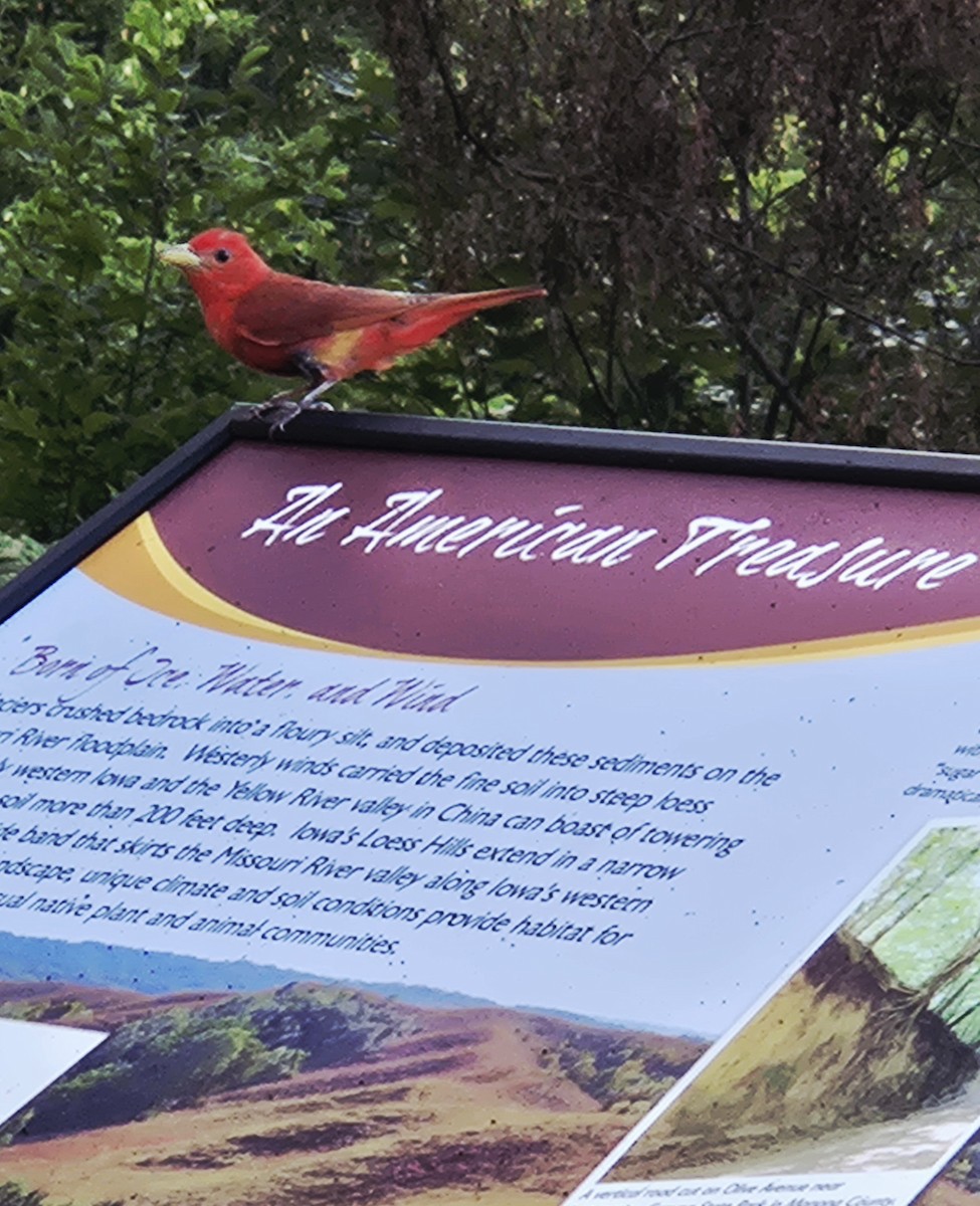 Summer Tanager - ML639464032