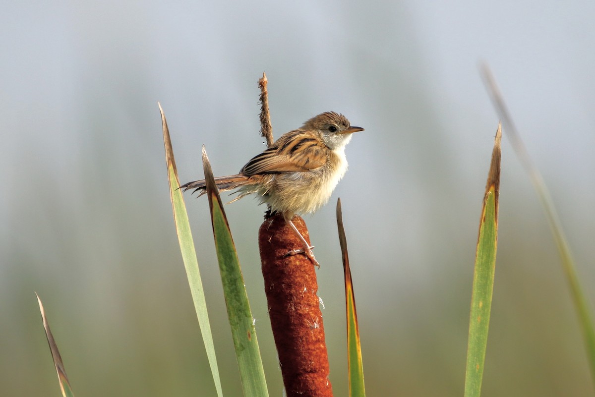 Carruthers's Cisticola - ML639464105