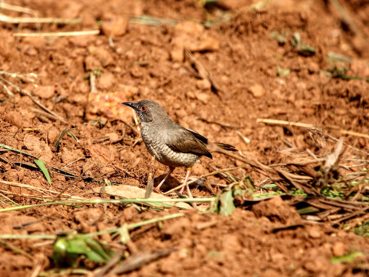 Miombo Wren-Warbler - ML639464154