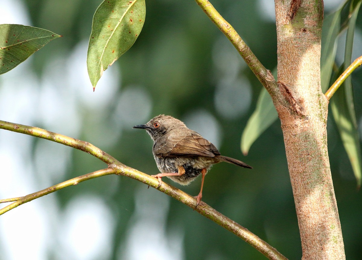 Miombo Wren-Warbler - ML639464155