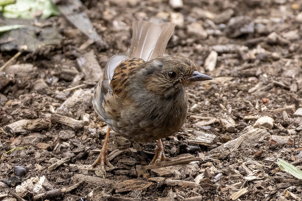 Өрнөдийн хайруулдай - ML639464157
