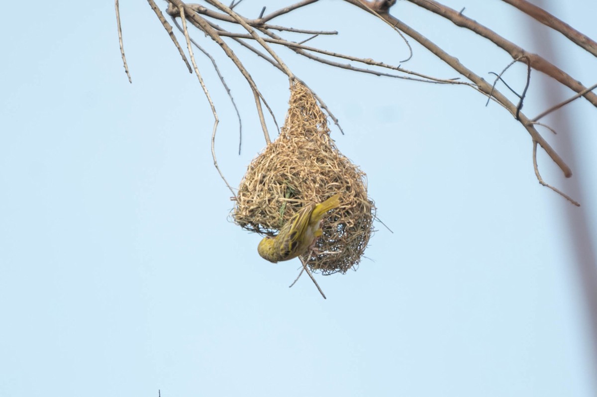 Rüppell's Weaver - ML639464225