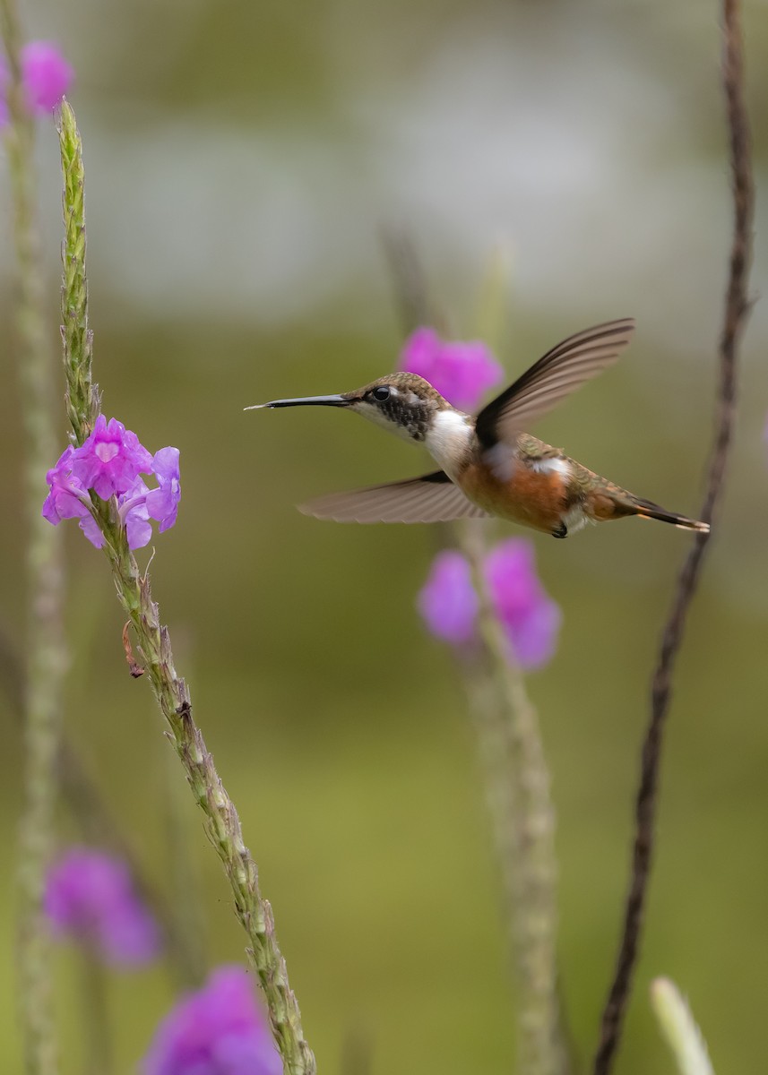 Magenta-throated Woodstar - ML639464278
