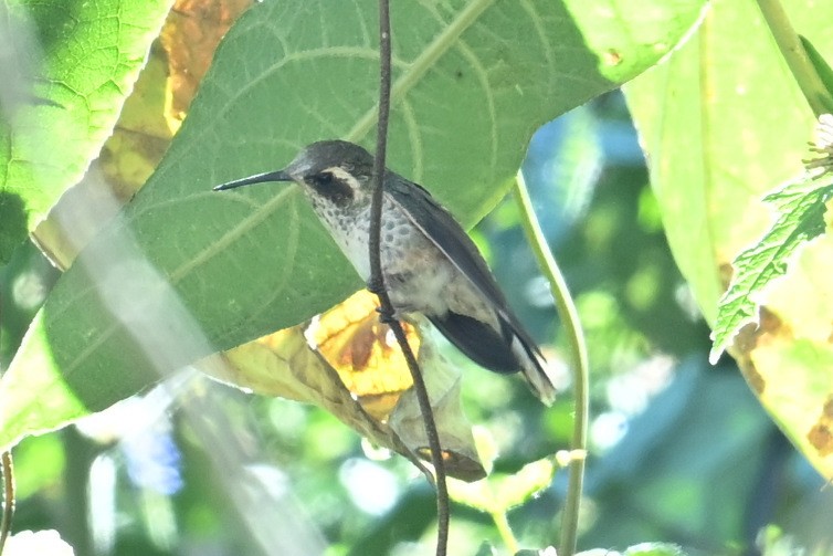 Colibri moucheté - ML639464291