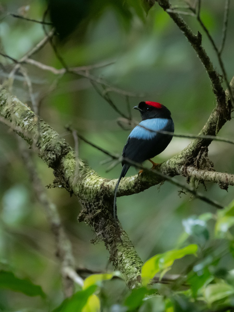 Long-tailed Manakin - ML639464435