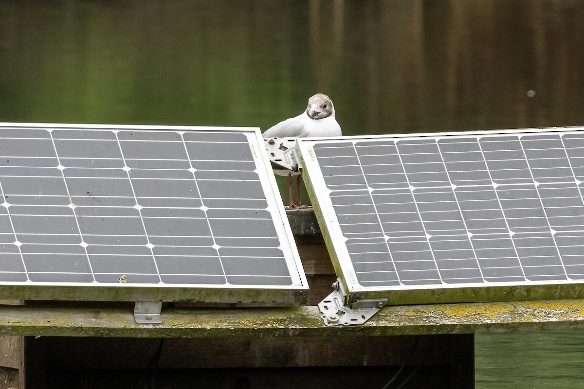 Хүрэн толгойт цахлай - ML639464456