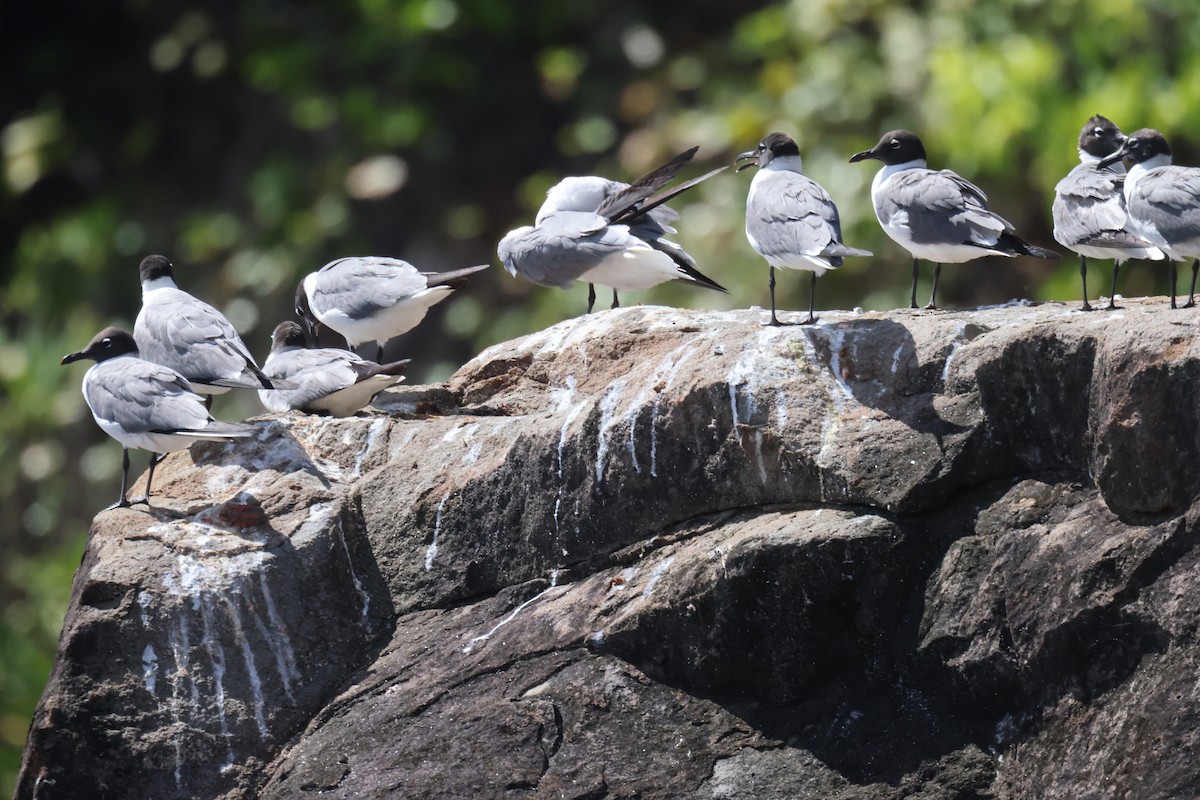 Laughing Gull - ML639464529