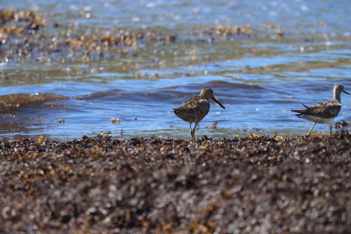 Short-billed Dowitcher - ML639464553