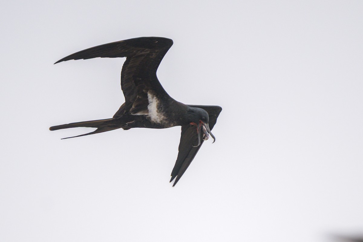 Lesser Frigatebird - ML639464554