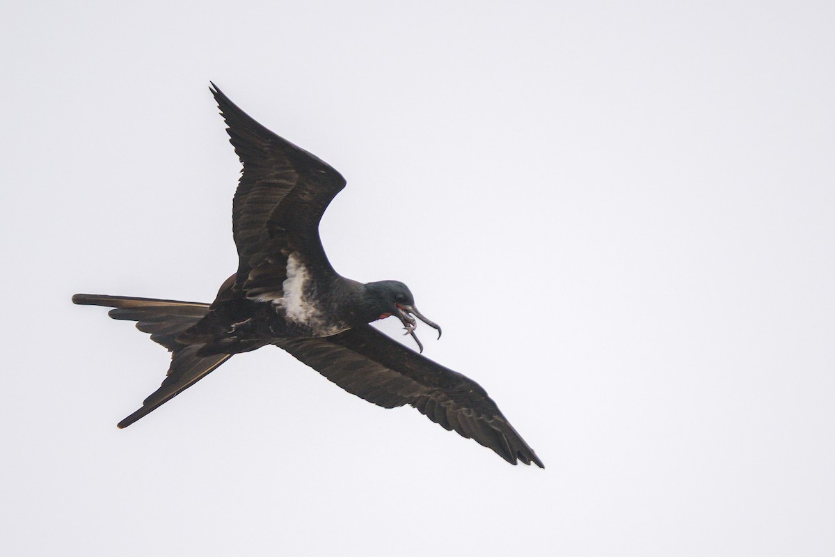 Lesser Frigatebird - ML639464555