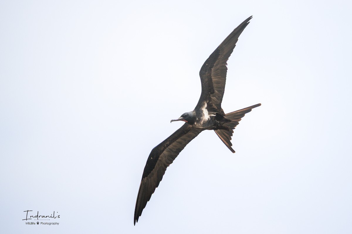 Lesser Frigatebird - ML639464556