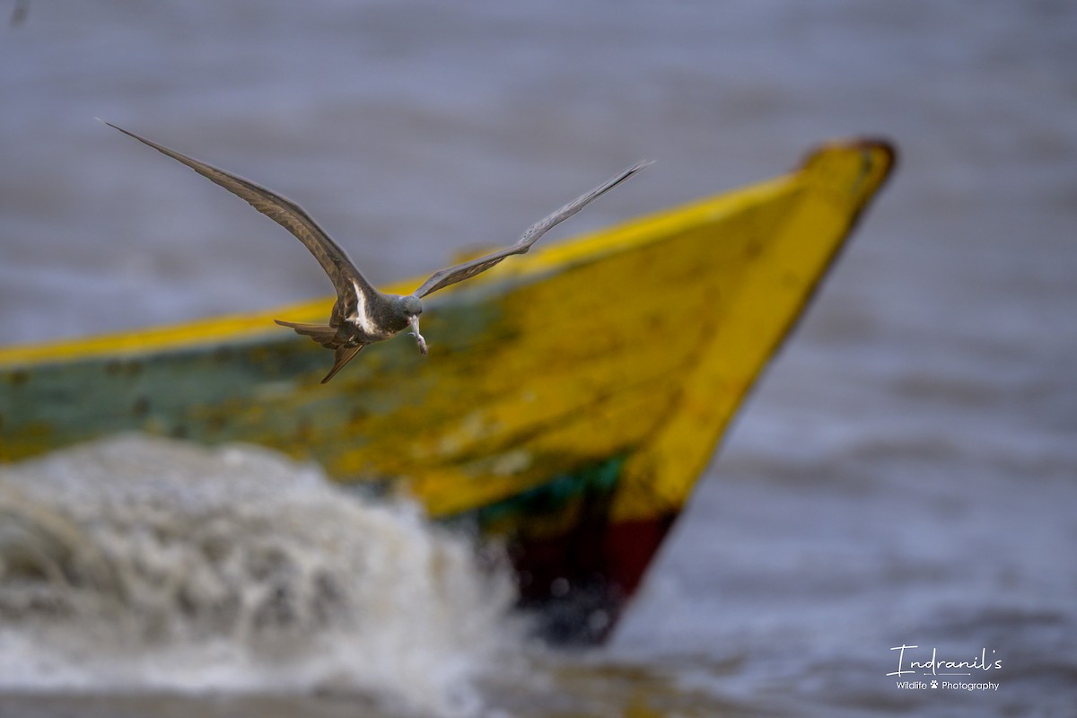 Lesser Frigatebird - ML639464557