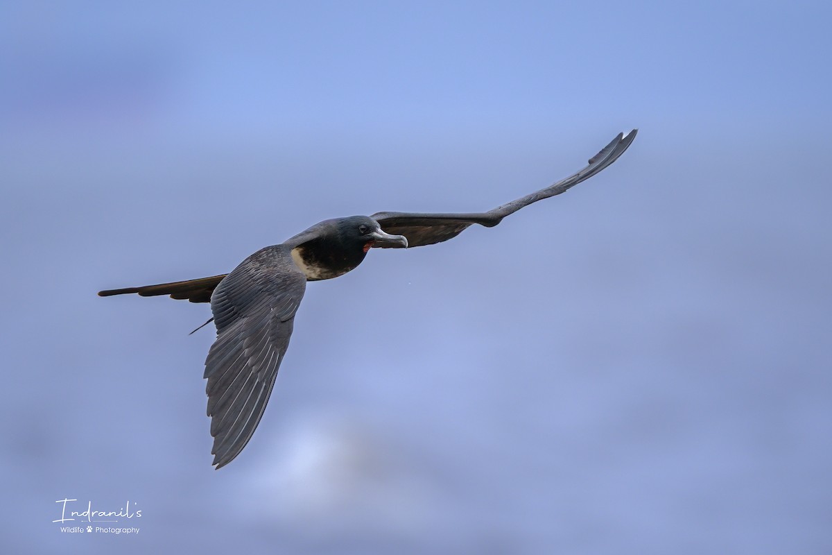 Lesser Frigatebird - ML639464558