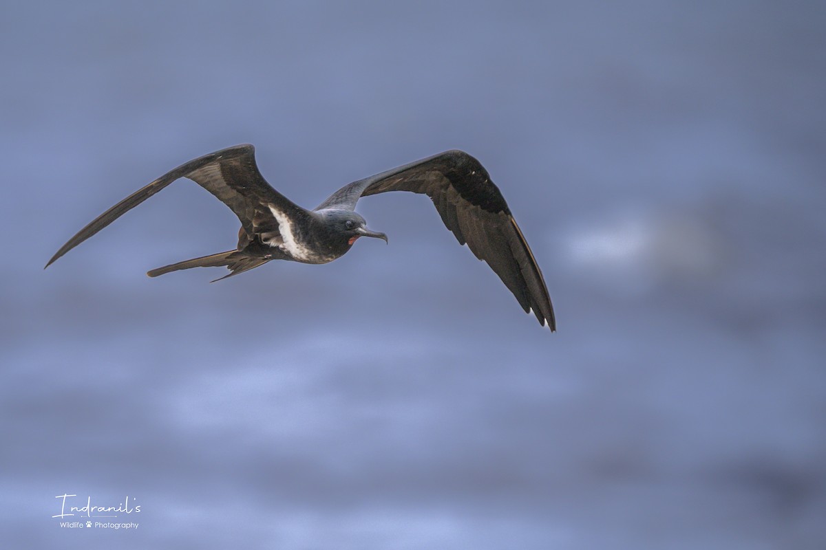 Lesser Frigatebird - ML639464559