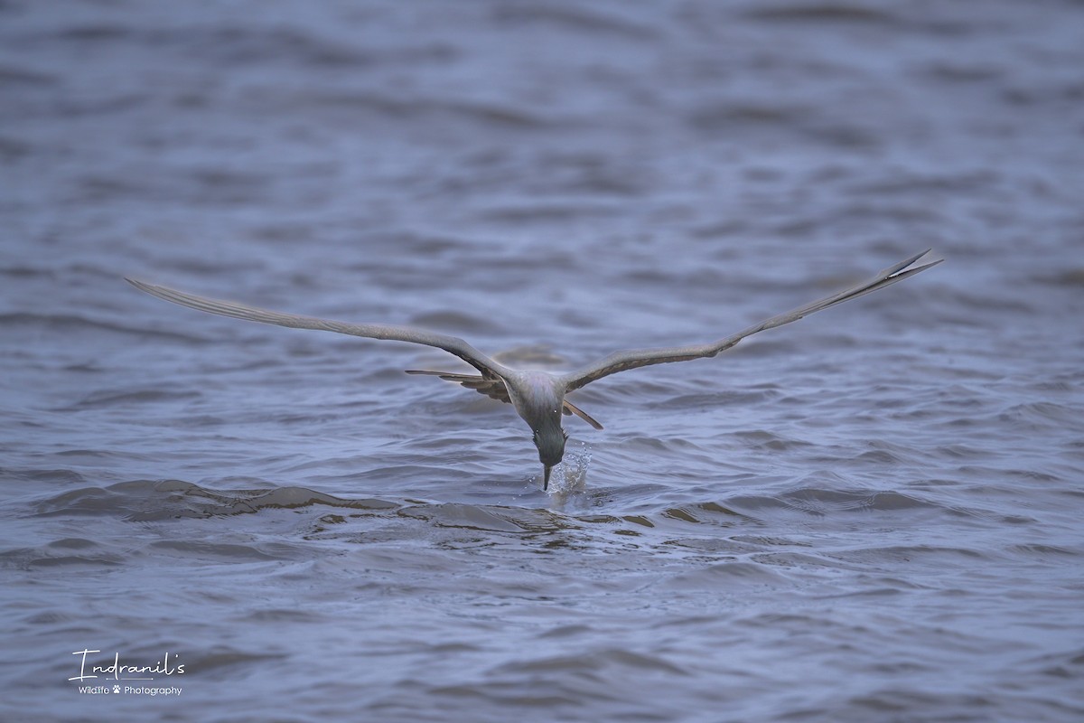 Lesser Frigatebird - ML639464560