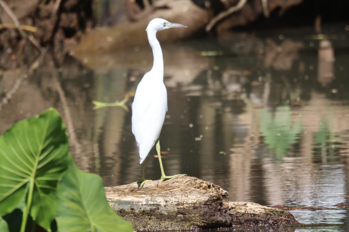 Little Blue Heron - ML639464630