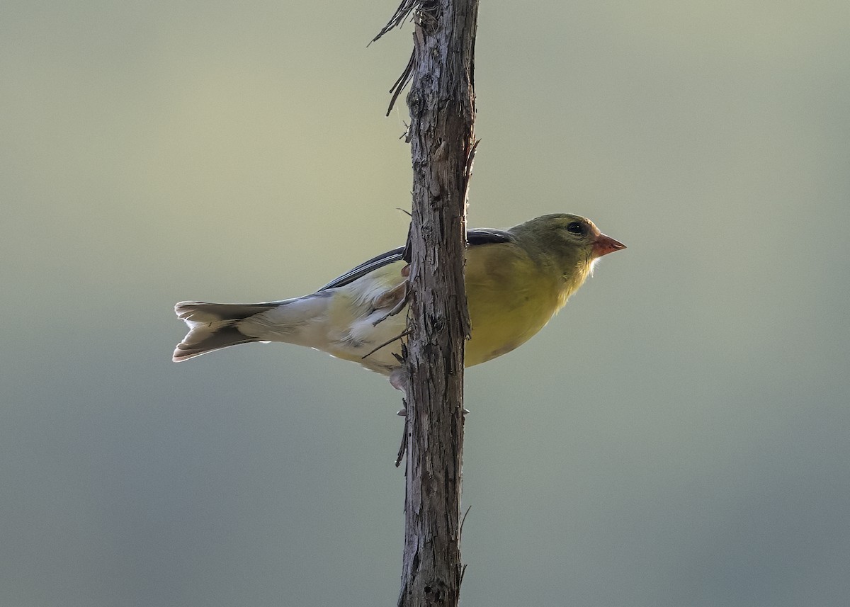 American Goldfinch - ML639464633