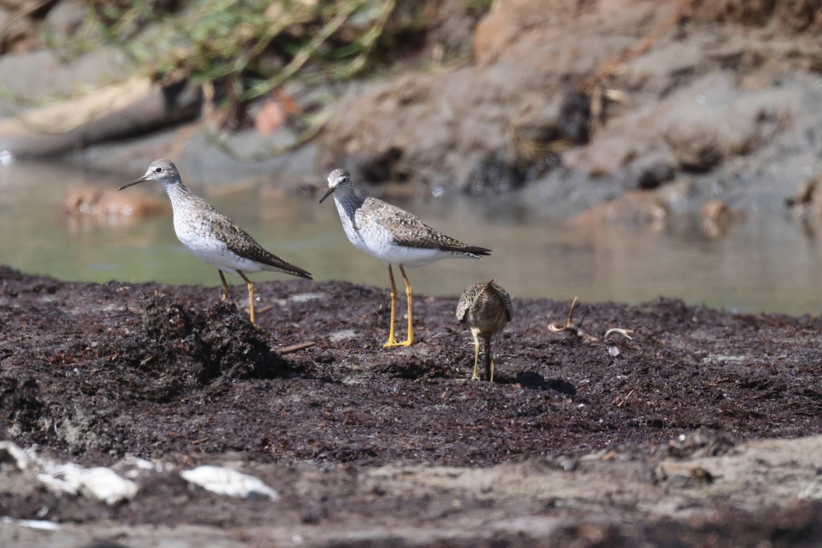 Lesser Yellowlegs - ML639464671