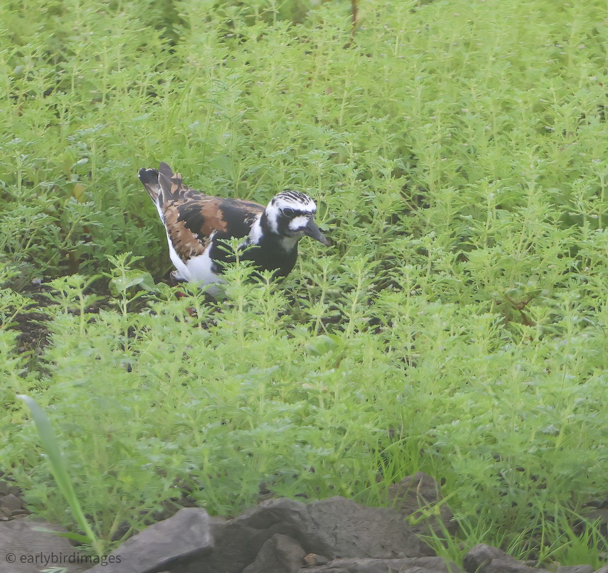 Ruddy Turnstone - ML639464684