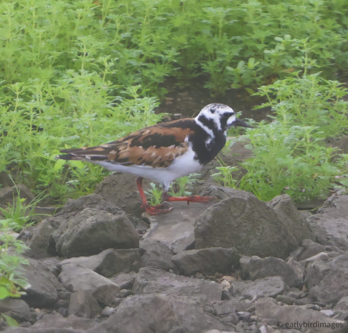 Ruddy Turnstone - ML639464687
