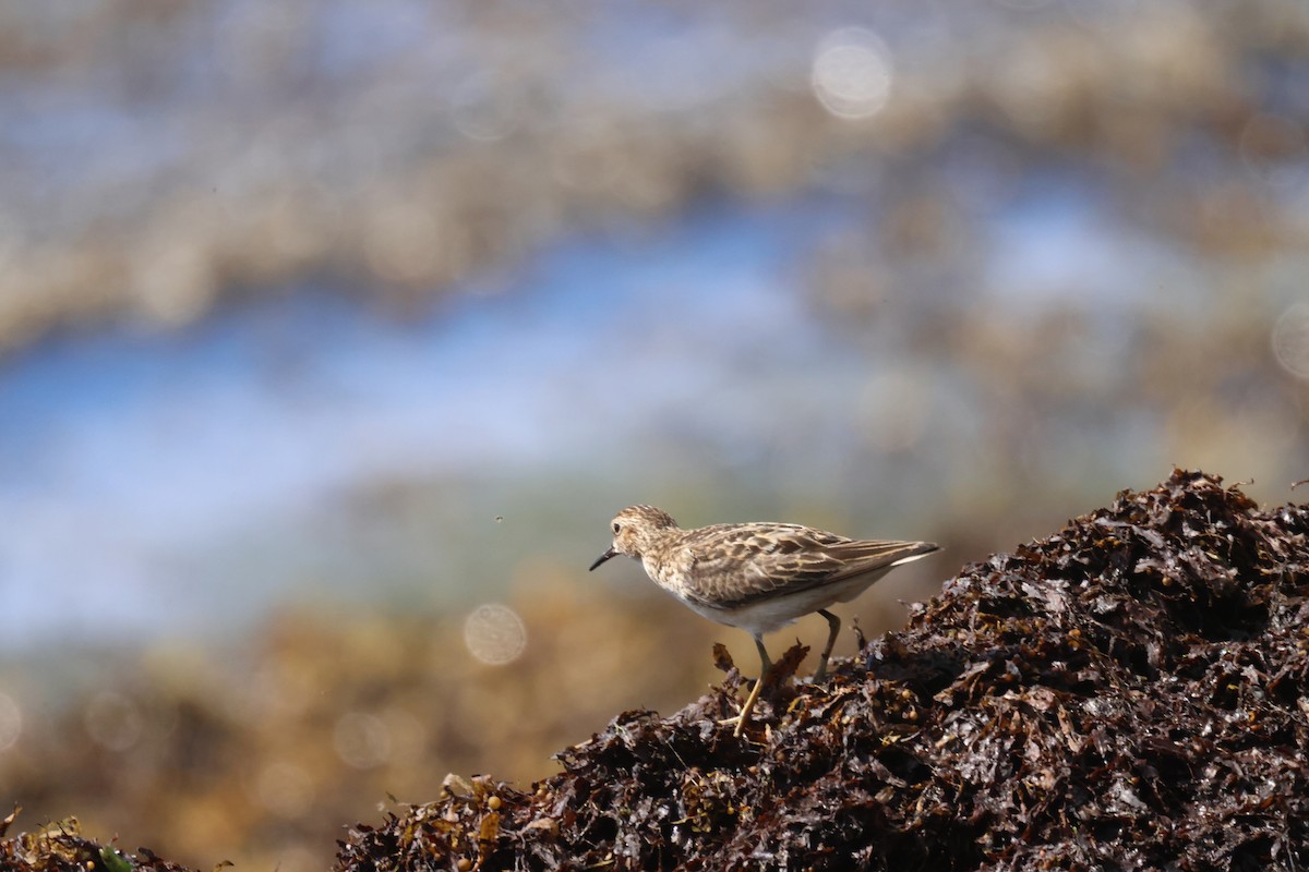 Least Sandpiper - ML639464702