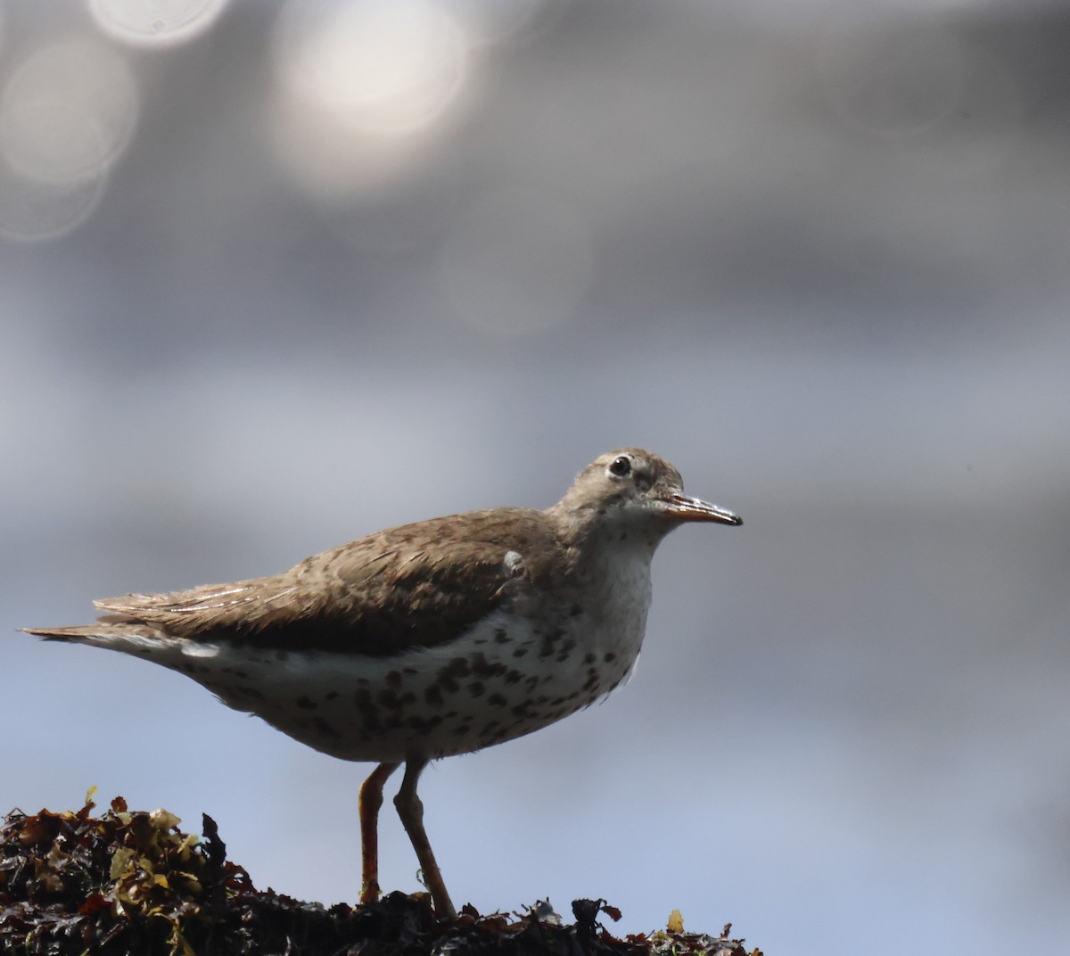 Spotted Sandpiper - ML639464785