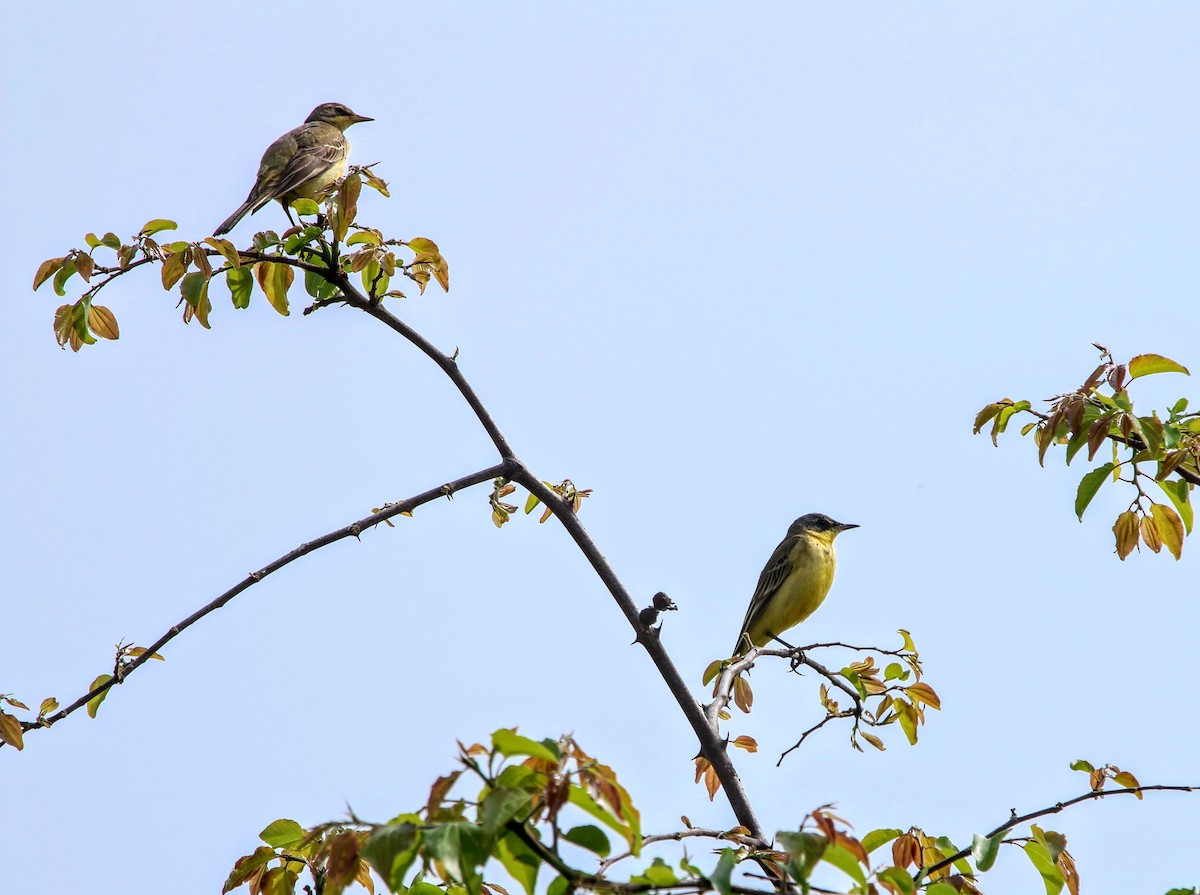 Western Yellow Wagtail (feldegg) - ML639464888