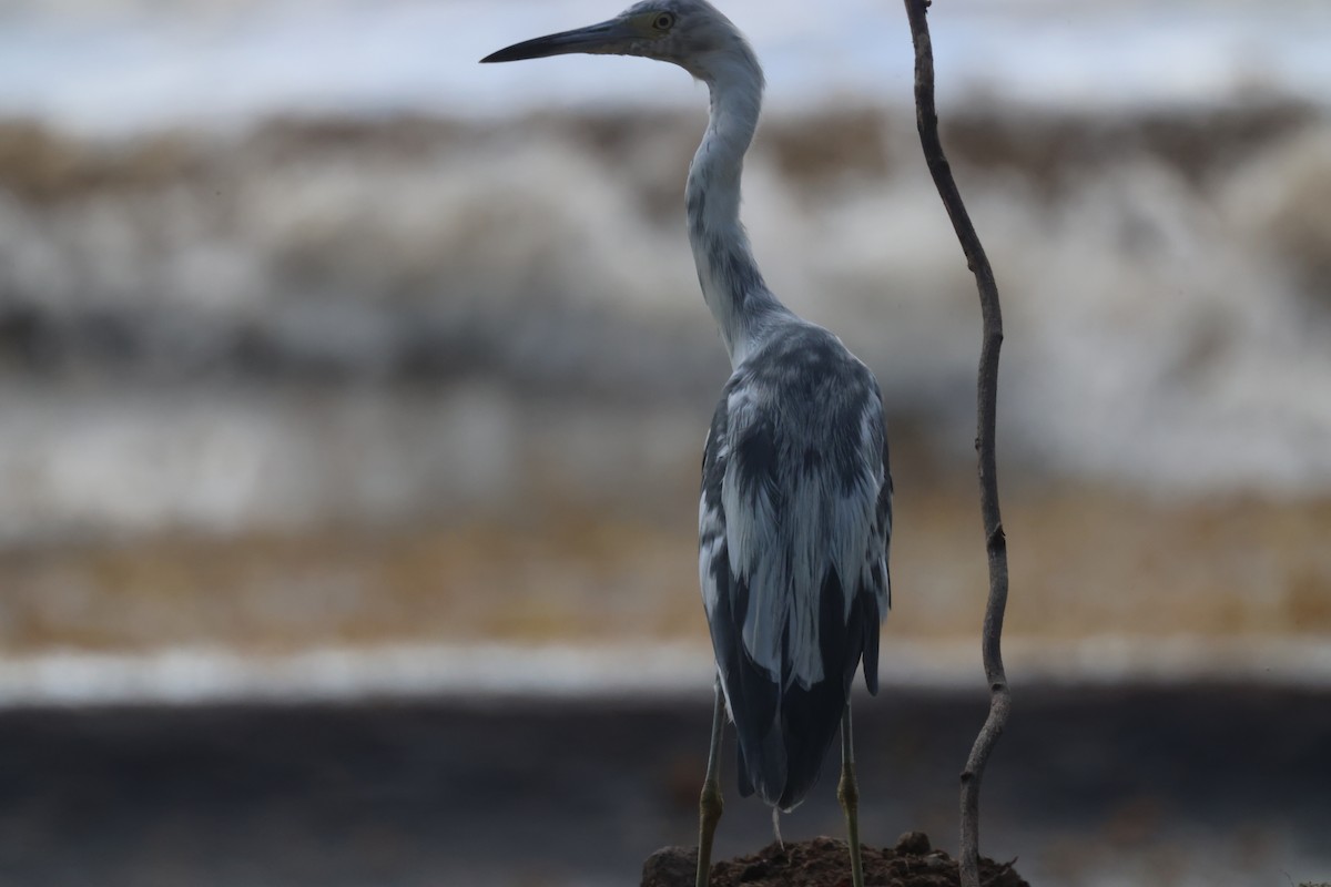 Little Blue Heron - ML639464907